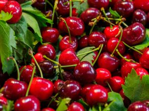 HORTIFRUT-CHILE-CEREZAS