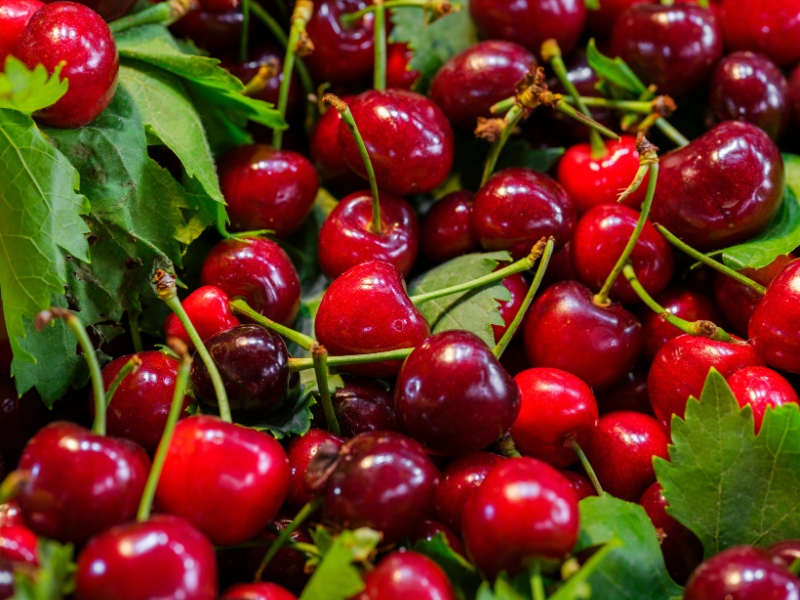 HORTIFRUT-CHILE-CEREZAS