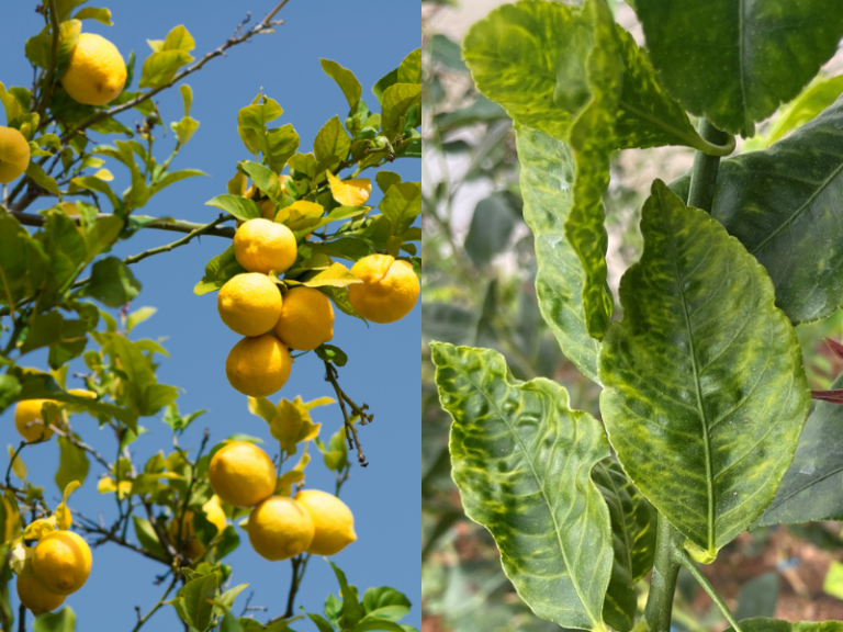 CLOROSIS-AMARILLA-LIMÓN