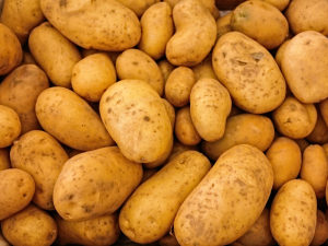 PATATA-POTATO-NGT-REGULATION-NEW-GENOMIC-TECHNIQUES