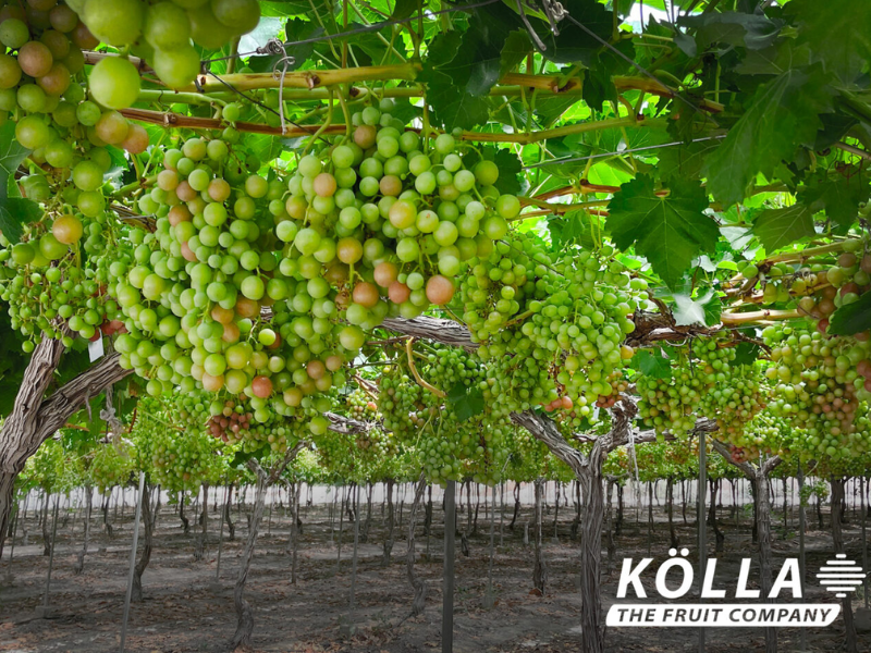 KOLLA-UVA-FRUIT-COMPANY