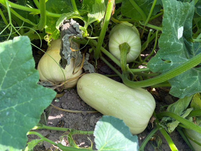 CALABAZA-VALENCIANA