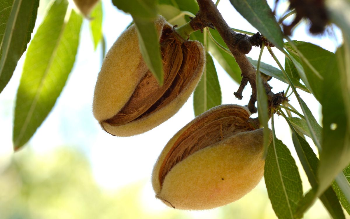 CUIDADO-ALMENDRO