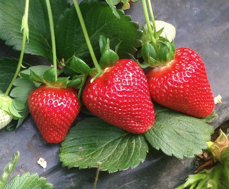 SABOR-FRESA