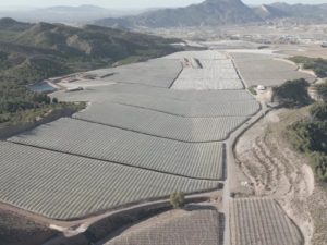 Moyca espera recolectar más de 70.000 toneladas de uva