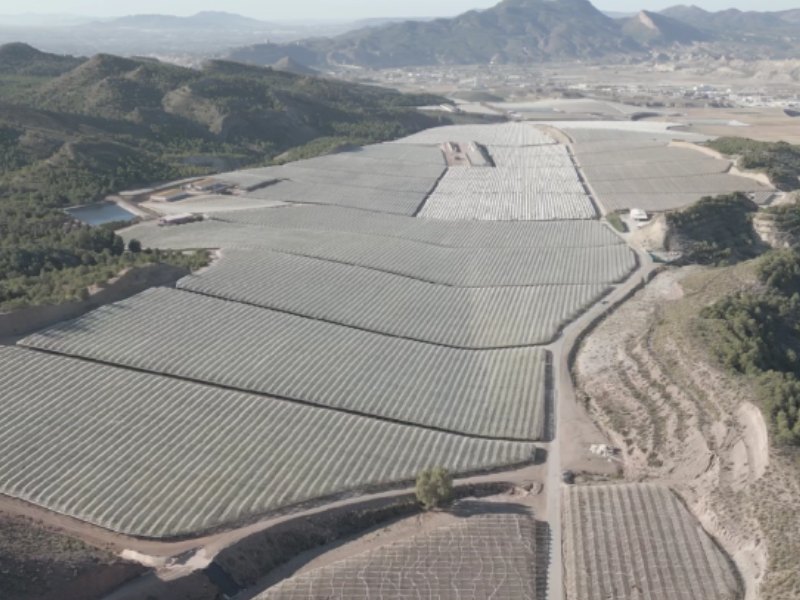 Moyca espera recolectar más de 70.000 toneladas de uva