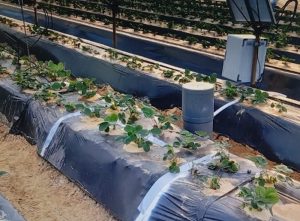 Plantas de fresa