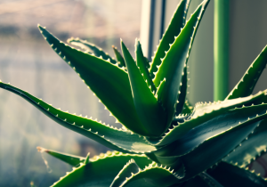 aloe