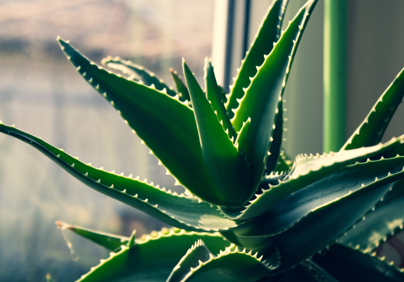 aloe