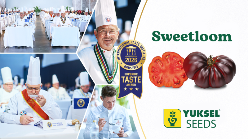 Sweetloom-YUKSEL-SEEDS