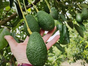 aguacate-hass-espanol-1