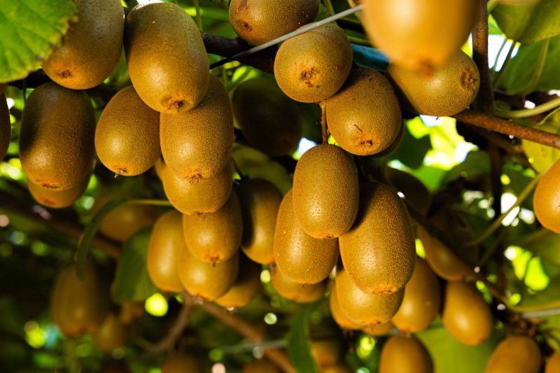 jingold-kiwi-giallo-raccolta
