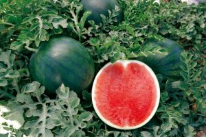 la-primera-sandia-europea
