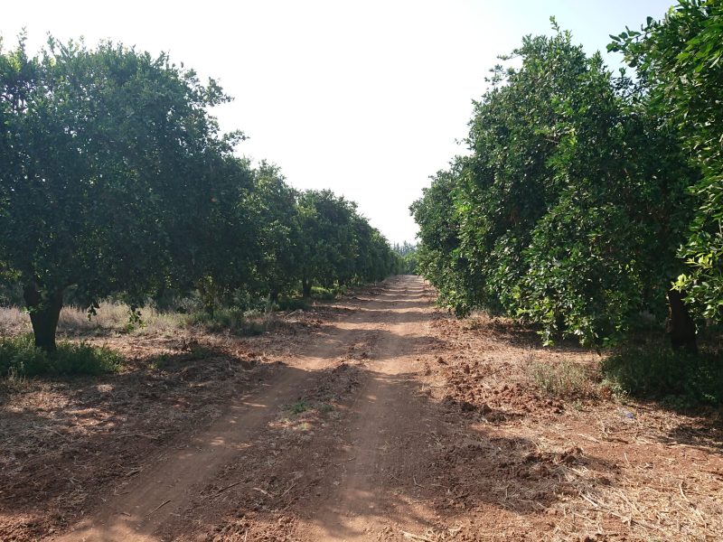 1-IPM Cyprus