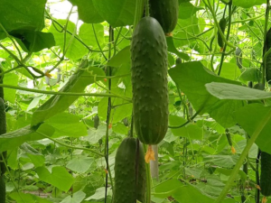 PEPINO-ESPAÑOL-CAPGEN-SEEDS