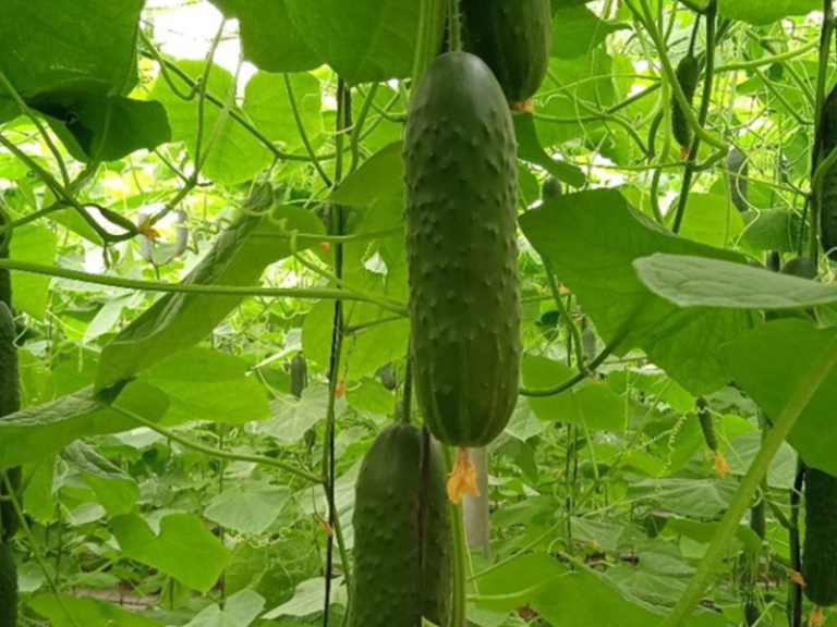 PEPINO-ESPAÑOL-CAPGEN-SEEDS
