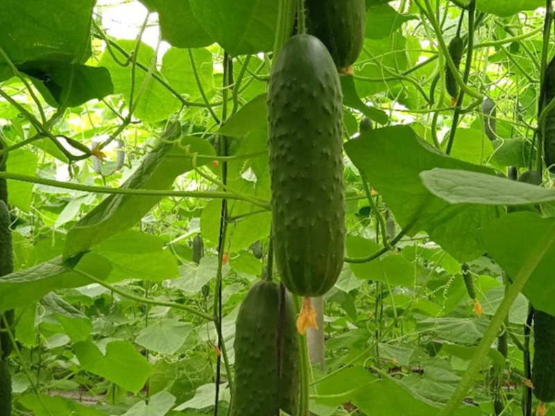 PEPINO-ESPAÑOL-CAPGEN-SEEDS