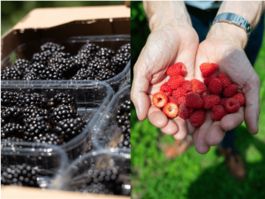 BERRY-INDUSTRY-SERBIA