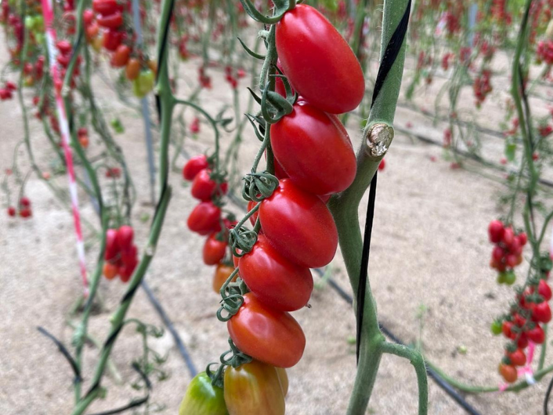 tomate-mini-pera