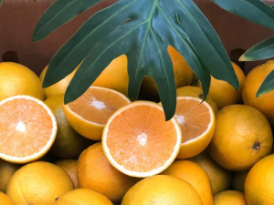 EOSTA-ORGANIC-Raingrown-Oranges