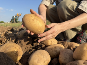 PATATAS-LÁZARO