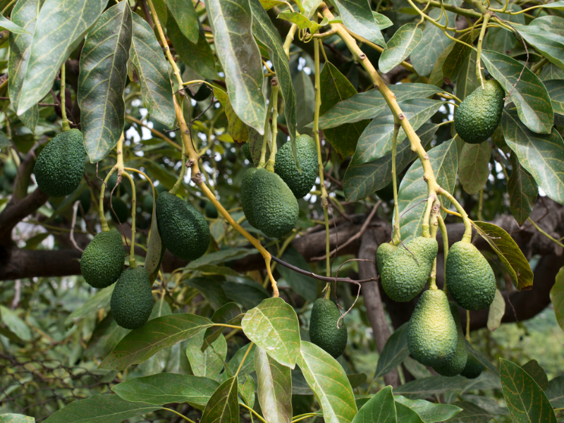 MOROCCO-AVOCADO