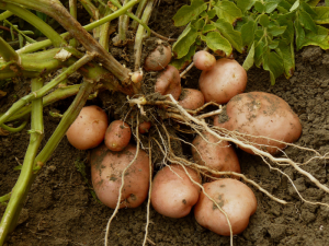 BRITISH-POTATO-SUMMIT