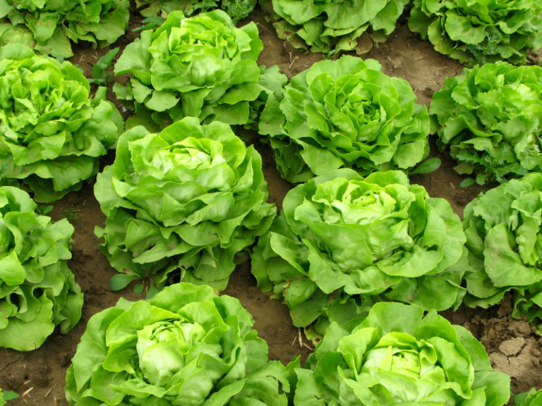 BRITISH-GROWER-ASSOCIATION