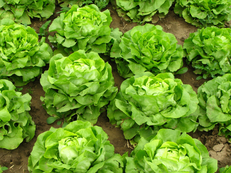 BRITISH-GROWER-ASSOCIATION