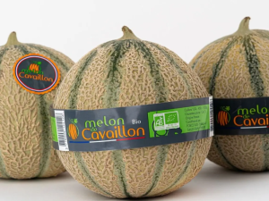 CAVAILLON-MELON