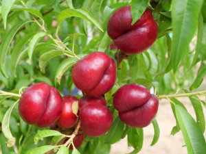 NECTARINA-PSB
