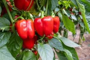 CAPGEN-SEEDS-PIMIENTO-CALIFORNIA