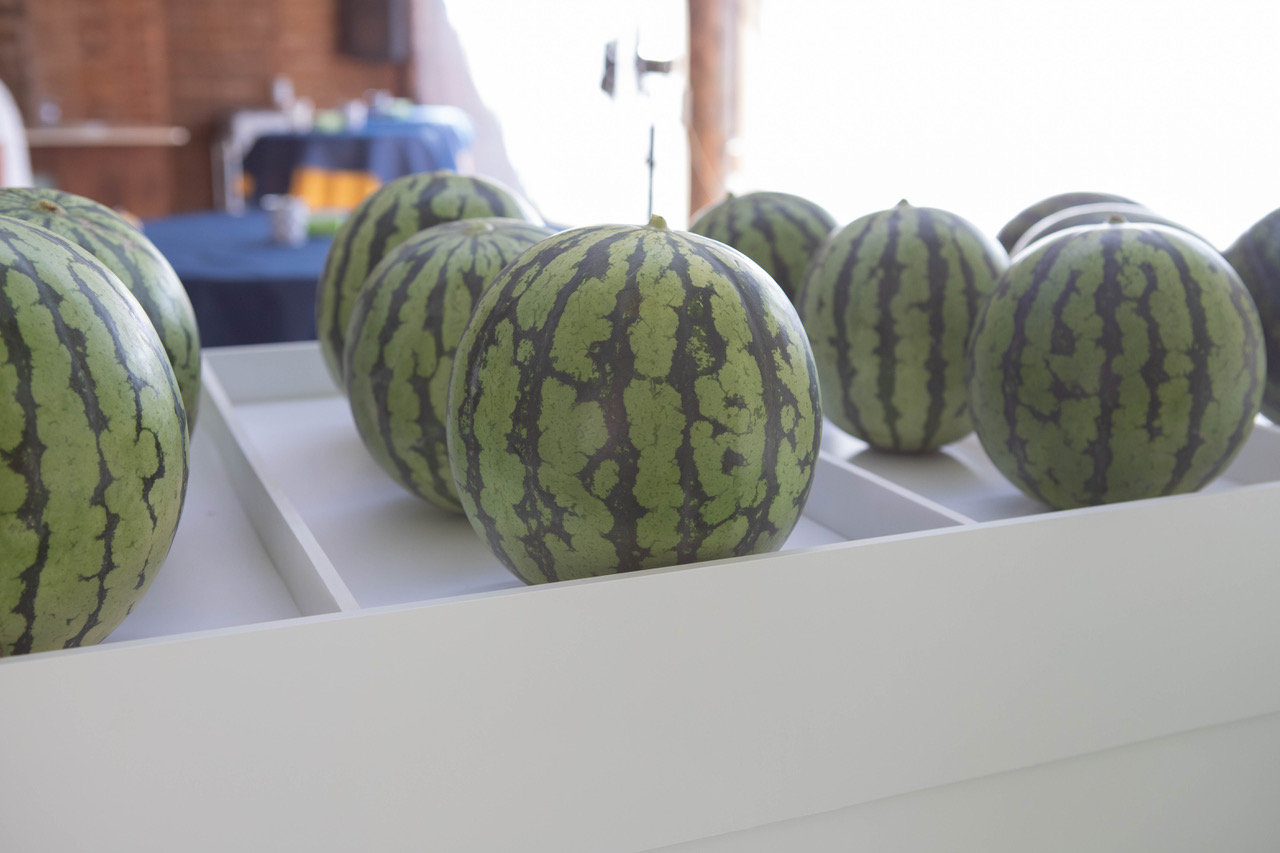 FITÓ-MELÓN-Y-SANDÍA