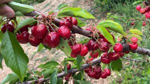 Cereza_rajada_por_las_intensas_lluvias