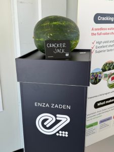 ENZA ZADEN Melon Watermelon House Fair Cracker Jack sandía