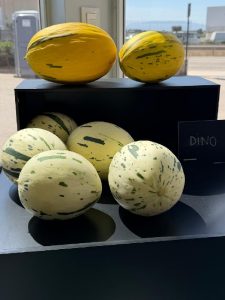 ENZA ZADEN Melon Watermelon House Fair especialidades Honey Dew