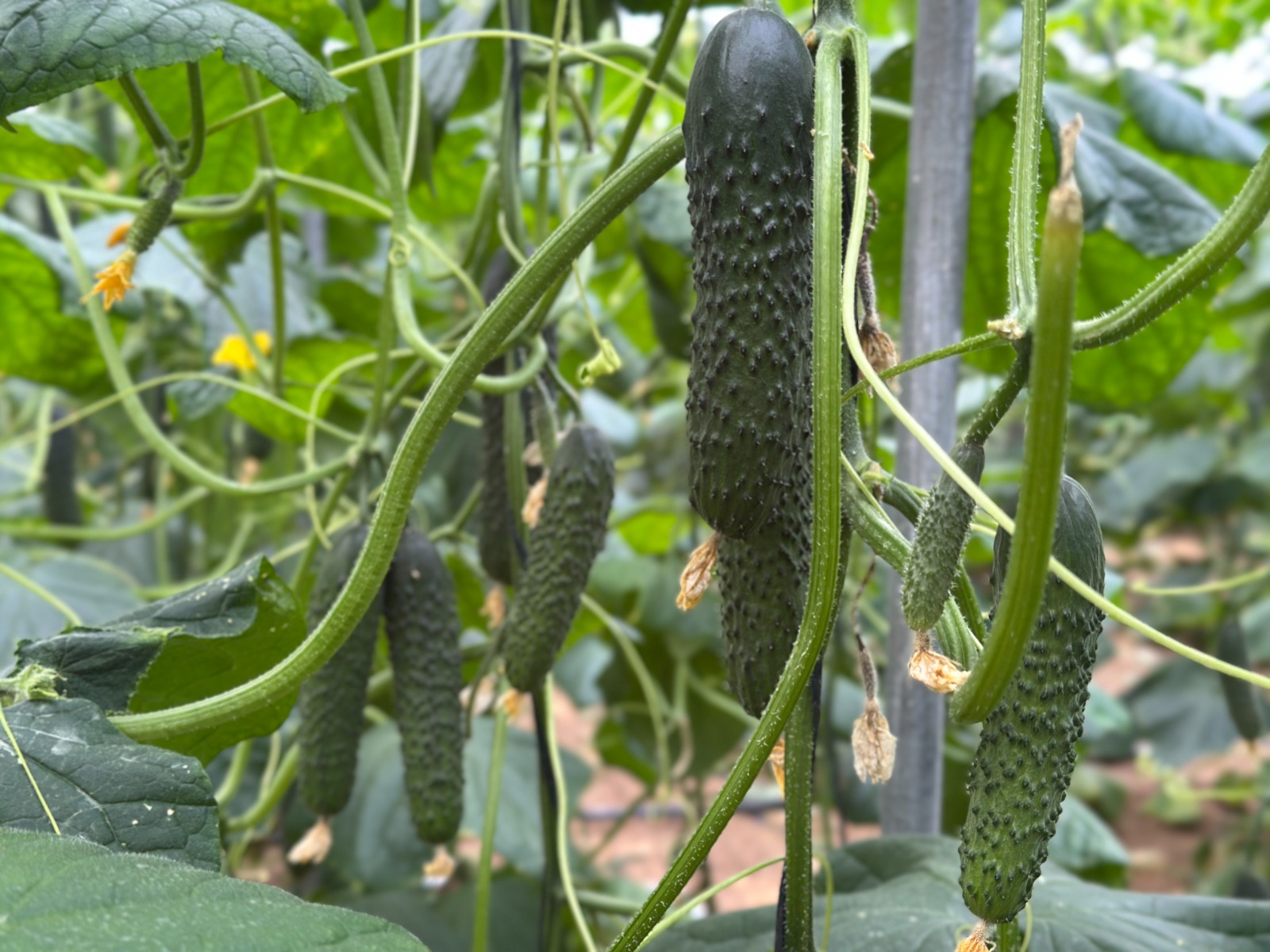 Gama pepino (3)