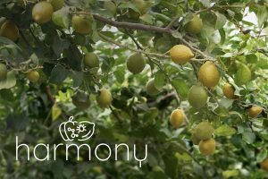 PROYECTO-HARMONY-AGROBÍO