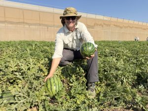 SYNGENTA-MELÓN-Y-SANDÍA