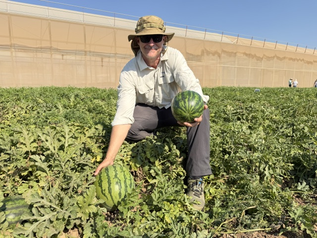 SYNGENTA-MELÓN-Y-SANDÍA