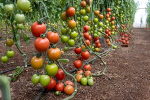 PANORMAIX-TOMATE-PERA