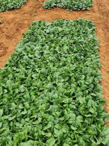 KWS Gritstone Spinach Baby Spain Murcia