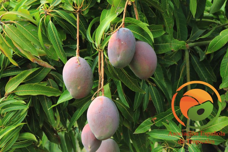 MANGO-CALIDAD-MADURACIÓN