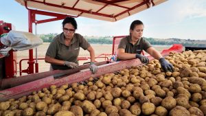 NdP. Patatas Meleěndez inicia la campanŢa de patata nueva en Castilla y Leoěn con maěs de 1.000 hectaěreas de cultivo (3)