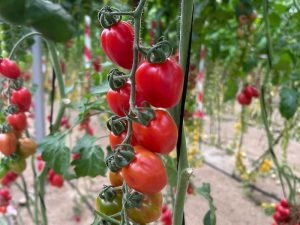 Tomate mini pera Pomeria Yuksel Seeds