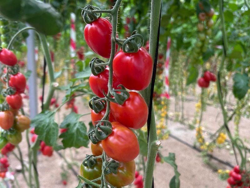 Tomate Pomeria Yuksel Seeds