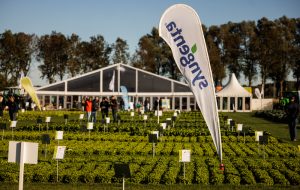 SYNGENTA-FIELD-OF-INNOVATION-CLUBROOT