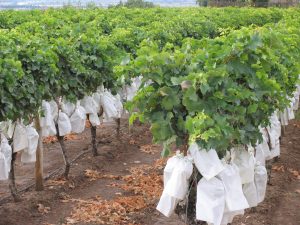 Uva del vinalopó 021