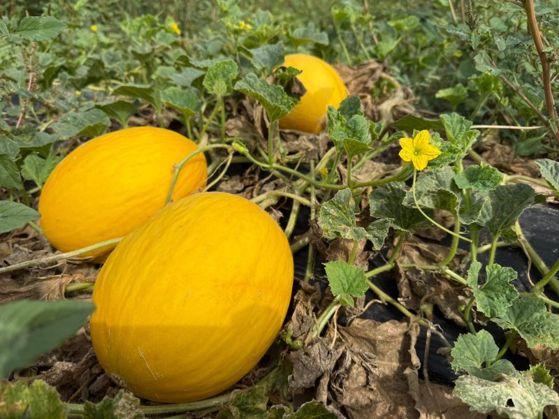 AVA-ASAJA-MELON