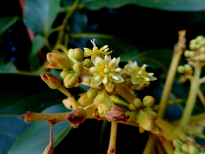 AVOCADO-FLOWER